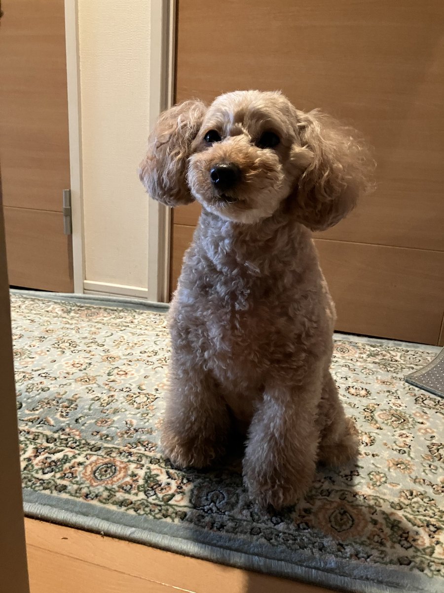 TanHima7 tweet media