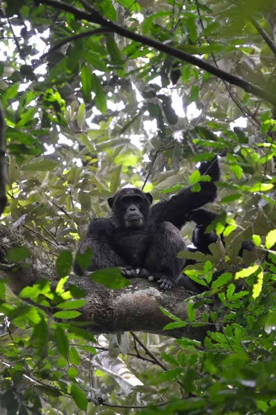IamRonaldMusisi's tweet photo. VISIT KIBALE NATIONAL PARK

Kibale isn’t just chimp trekking. It’s a quiet reunion.  
In their play, their bonds, their emotions you see yourself.  
Less wildlife viewing, more human connection.  
This is where our stories meet.  
 #ExploreUganda 
#ChimpWarsUganda https://t.co/RReEHxCeWD