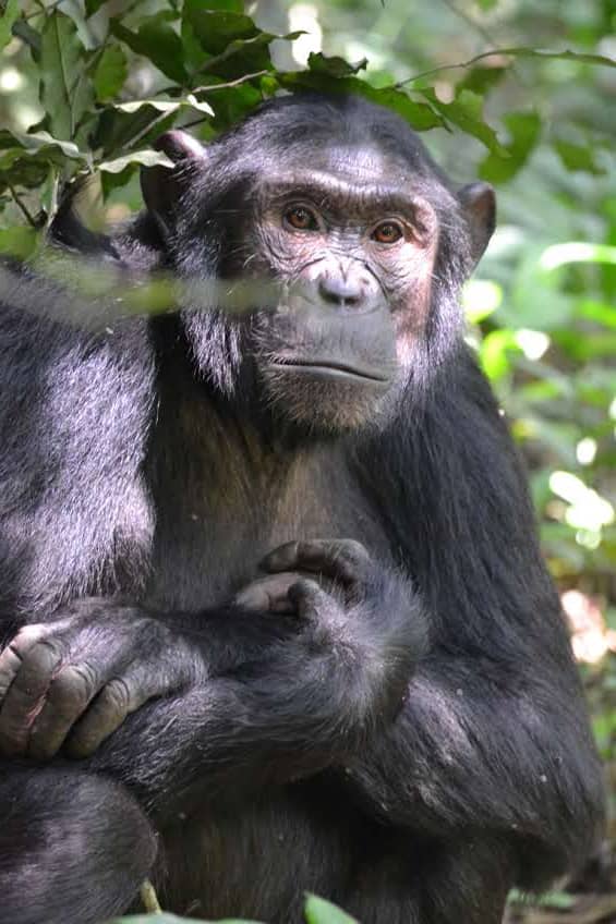 IamRonaldMusisi's tweet photo. VISIT KIBALE NATIONAL PARK

Kibale isn’t just chimp trekking. It’s a quiet reunion.  
In their play, their bonds, their emotions you see yourself.  
Less wildlife viewing, more human connection.  
This is where our stories meet.  
 #ExploreUganda 
#ChimpWarsUganda https://t.co/RReEHxCeWD