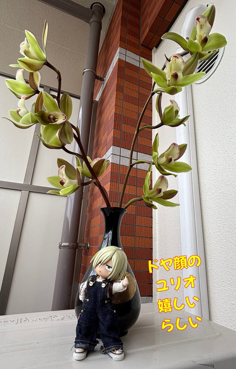 モンステラ tweet media