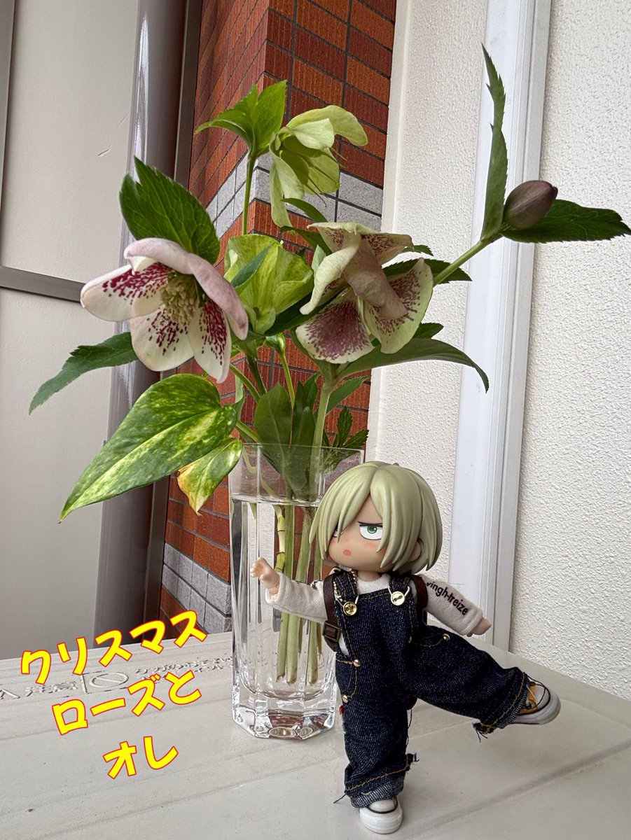 モンステラ tweet media