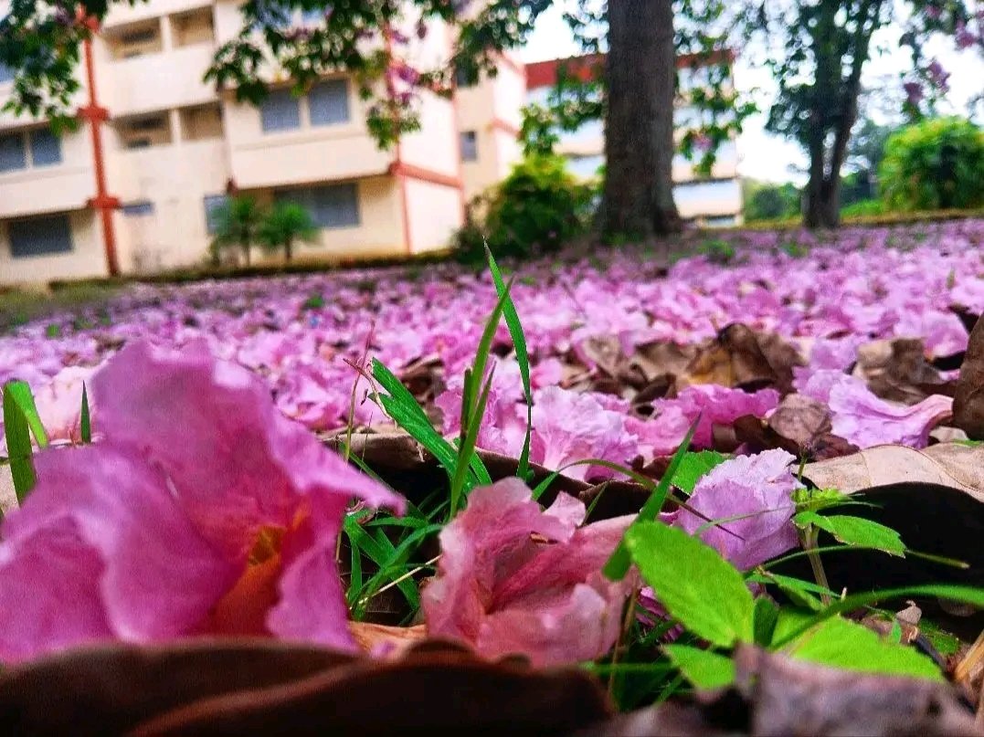 #UCLVnuestra, la belleza de un campus que enamora y compromete.
📷 Lisvany Martín 
#VillaClaraConTodos
<a href="/ChineaNoel/">Noel Chinea</a> 
<a href="/CubaMES/">MES</a>