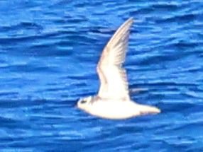 pentaro2010's tweet photo. 八丈島からの帰路で見た鳥。海面近くを群れで北上していました。速い羽ばたきとずんぐりした印象でした。全体に太く見えて嘴がやや太めで黄色が認められることから　#ハイイロヒレアシシギ　と判断します。しかし嘴が細く黒く見える個体も多く、それらは　#アカエリヒレアシシギ　の特徴と合致します。 https://t.co/3wL8kFl91V