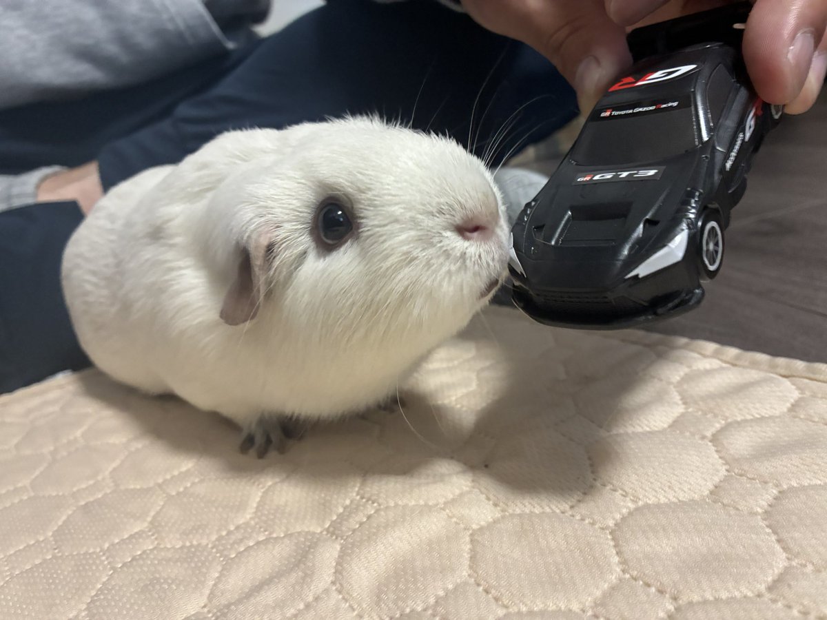 山盛りペレット tweet media