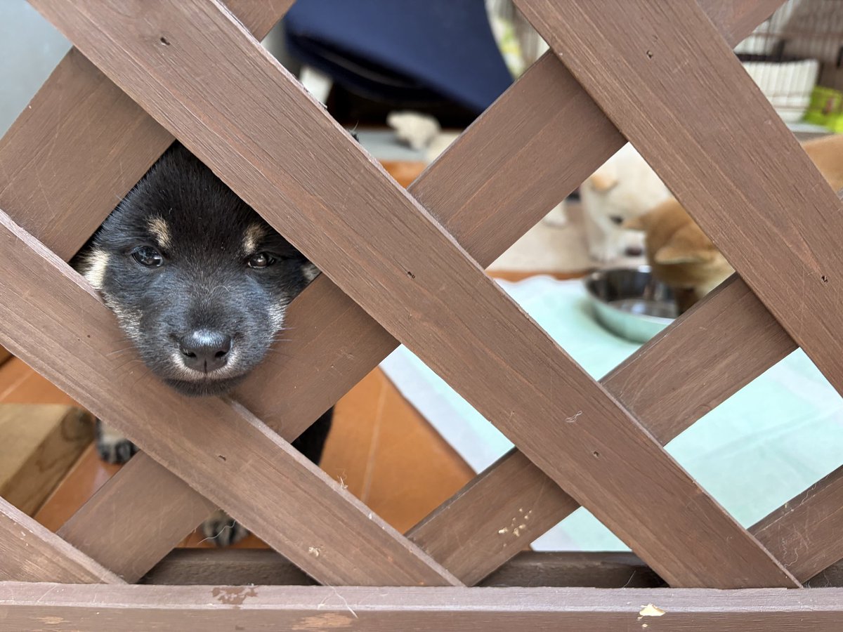 るびん🐾ぷーたん🐾茶々姫🐾ぷーこ🐾小雪🐾夢来 tweet media