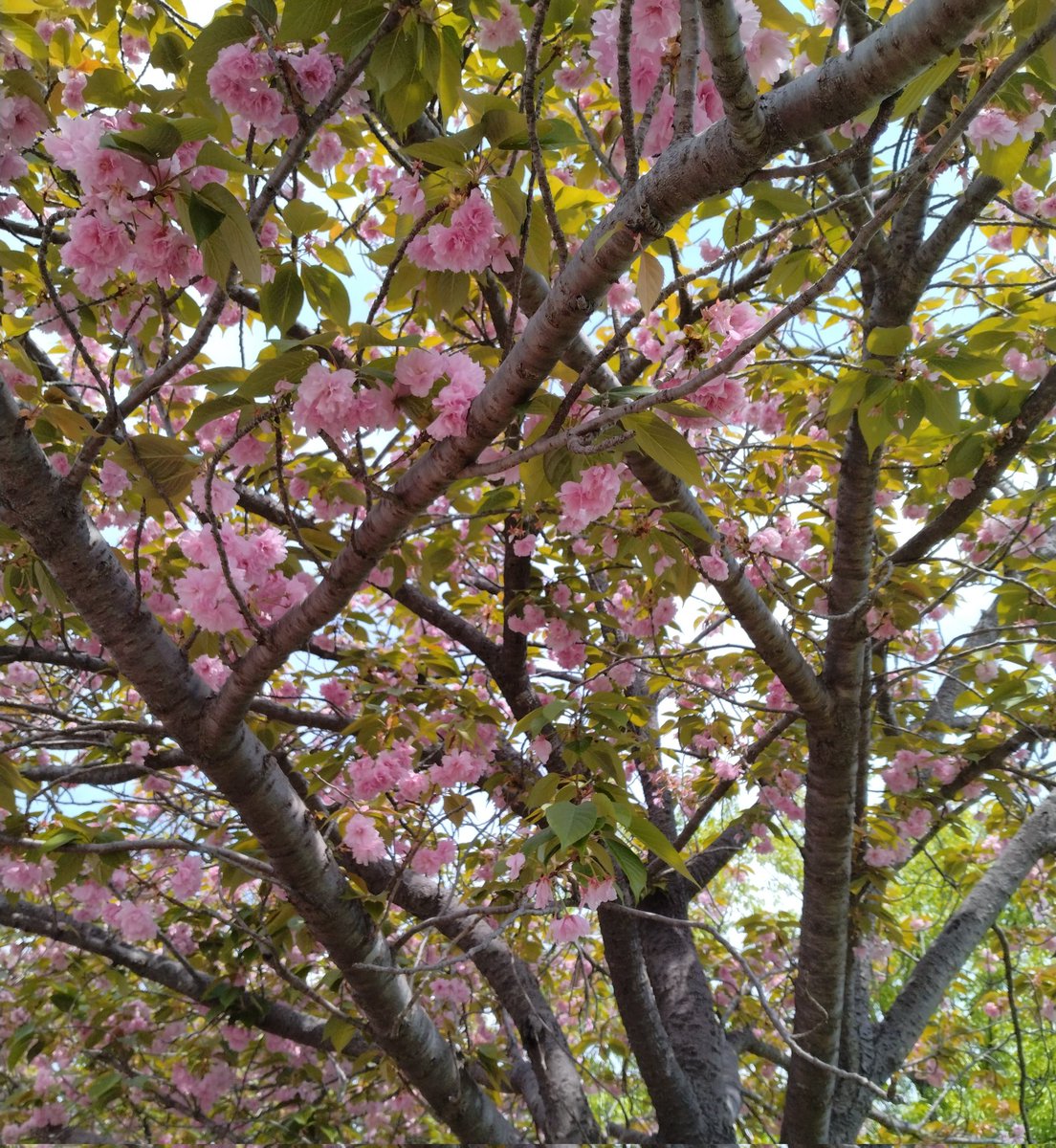 だいふく🍓🍎 tweet media