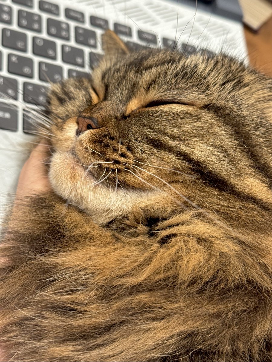 マンチカンのアーサー tweet media