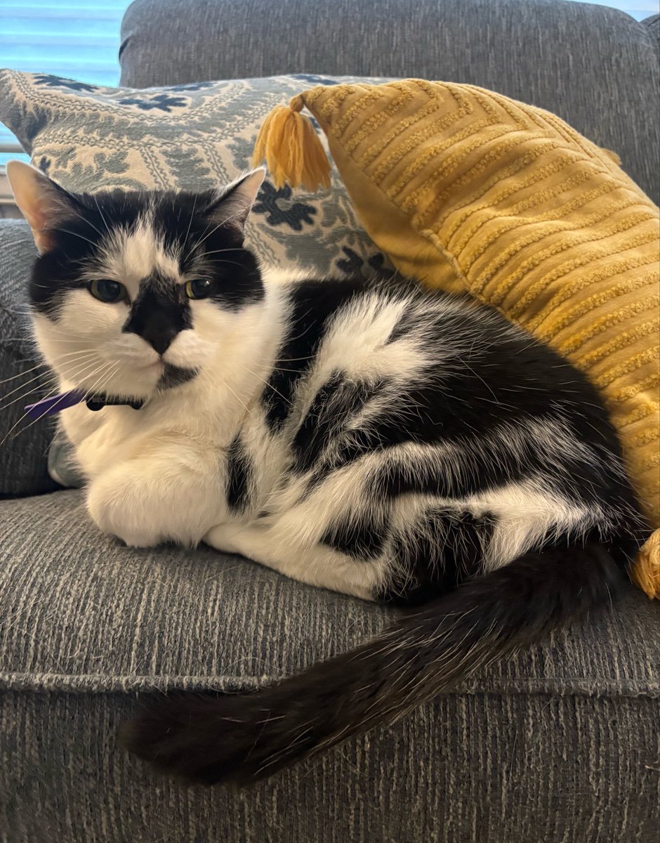 emilyjobot's tweet photo. friday night with Tully 🖤 https://t.co/KthgQJQHvn