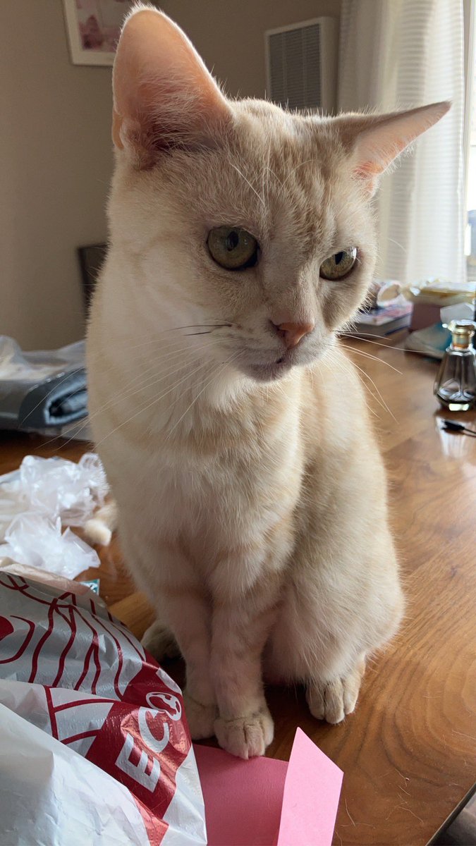 ４月9日(木)に猫の行方です。
見かけた方、保護された方はチラシの電話番号までご連絡ください。高齢猫のようです。

#脱走猫
#行方不明
#捜索中
#ねこ
#印西市
#千葉ニュータウン中央