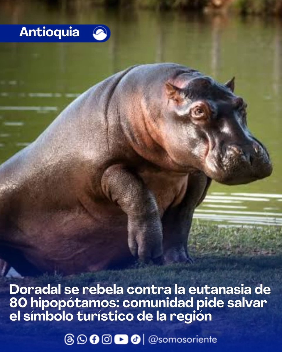 Gata en el tejado🐈‍⬛🇵🇸 tweet media