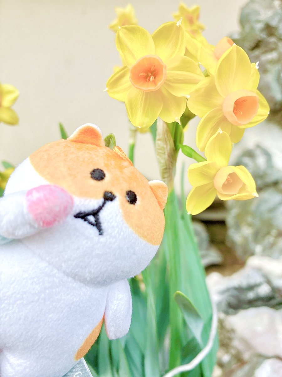 すけにゃんずパーティー tweet media