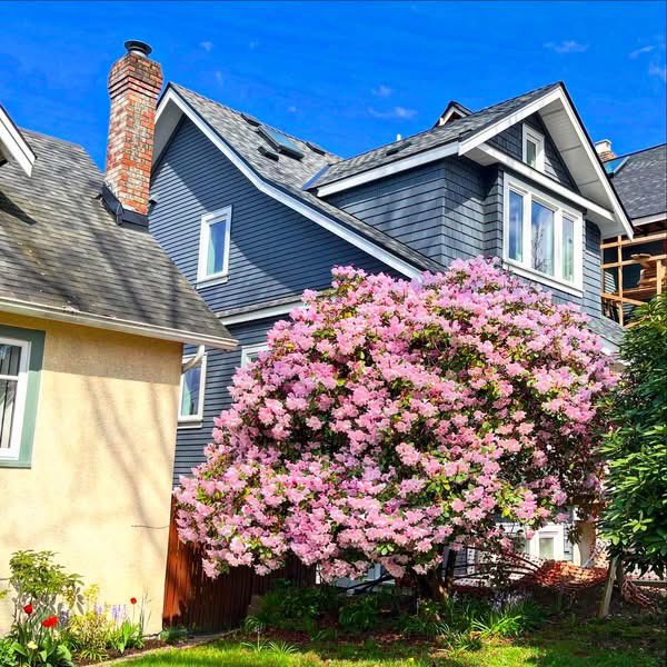 Hutchyman's tweet image. #Vancouver #spring #flowers 🌸 🌳