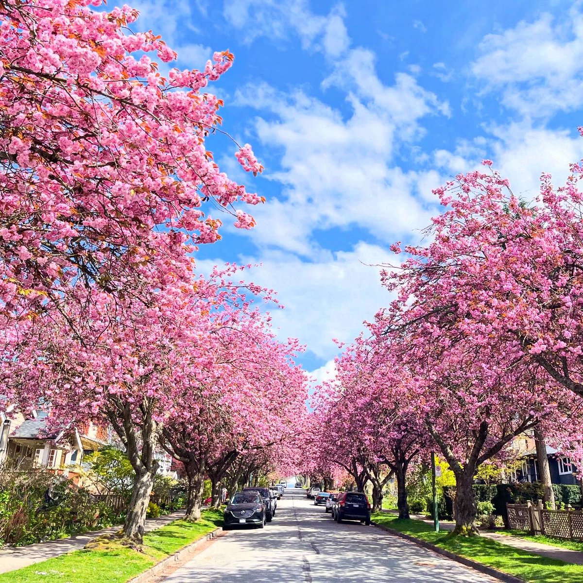 Hutchyman's tweet image. #Vancouver #spring #flowers 🌸 🌳