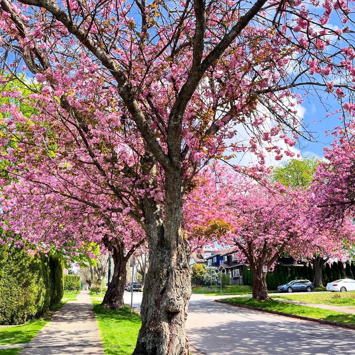 Hutchyman's tweet image. #Vancouver #spring #flowers 🌸 🌳