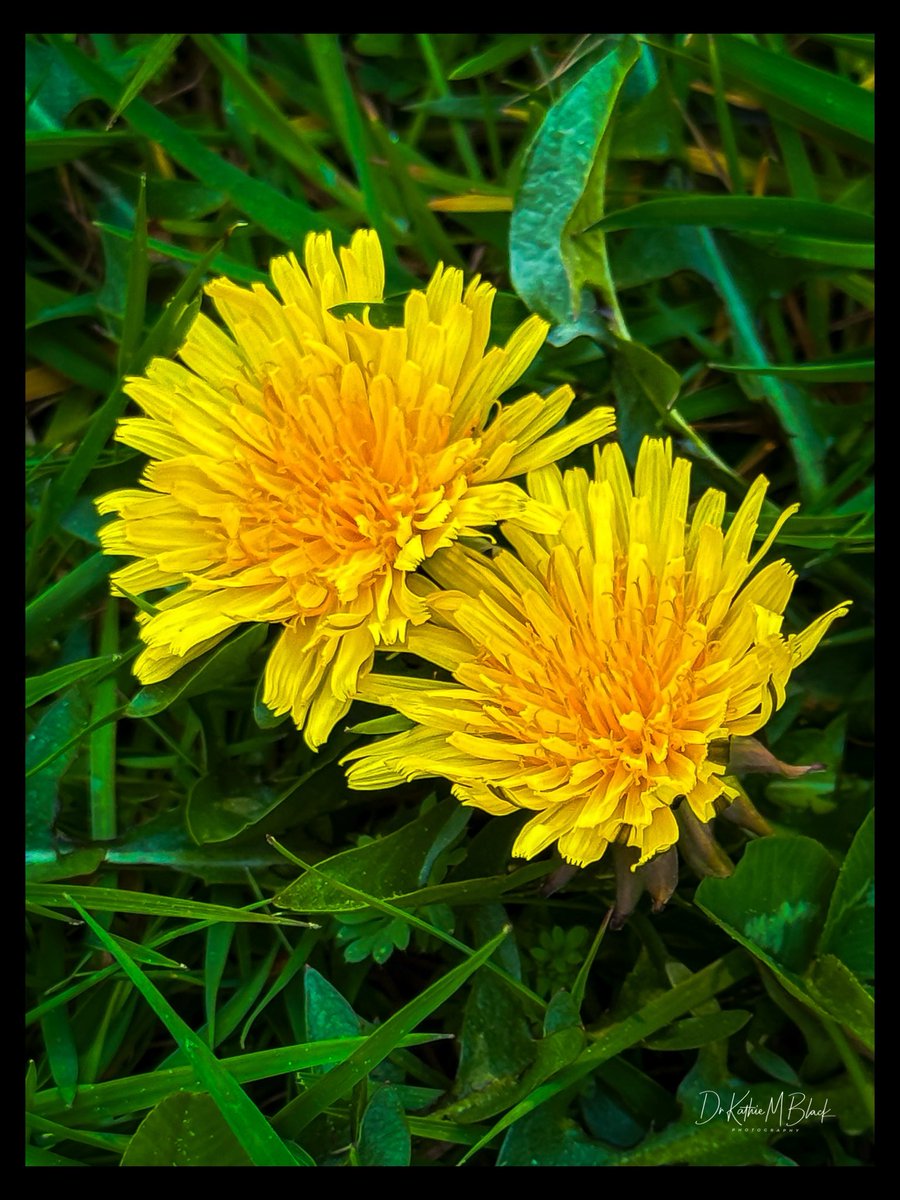 drkathiemblack's tweet image. Bees First Food 
•
Dandelions! Leave them blooming until other flowers start flowering. You may think they are just weeds, they are wonders of nature. 
•
#home #beautifulbc #mylife #dandelions