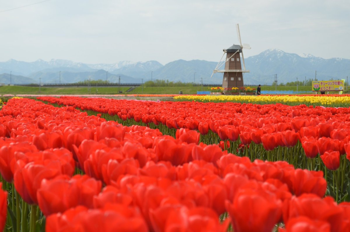 さんしろう@5/10白根ハーフマラソン tweet media
