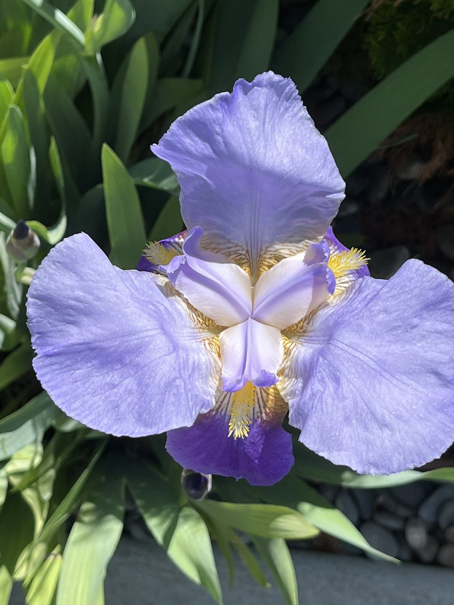 Brother Shiz tweet media