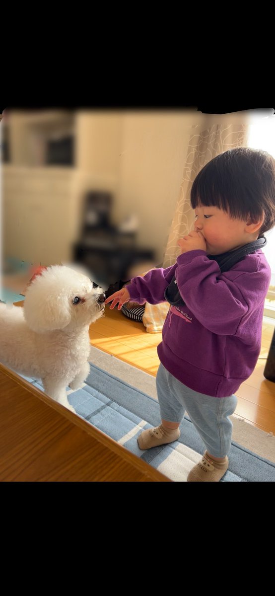 orasukusan's tweet photo. @chama_chamax 大きくなってラスクの事もだんだんわかってナデナデしたりしますよ😂1年あっという間で新生児期って本当に一瞬で過ぎますね😂🥹今ぢゃ10キロ超で大きくなって大変です😓出産の時点滴逆流？してめっちゃ痛くてチャマちゃんに点滴してもらいたかったよ🤣 https://t.co/UUIZrhnIXm