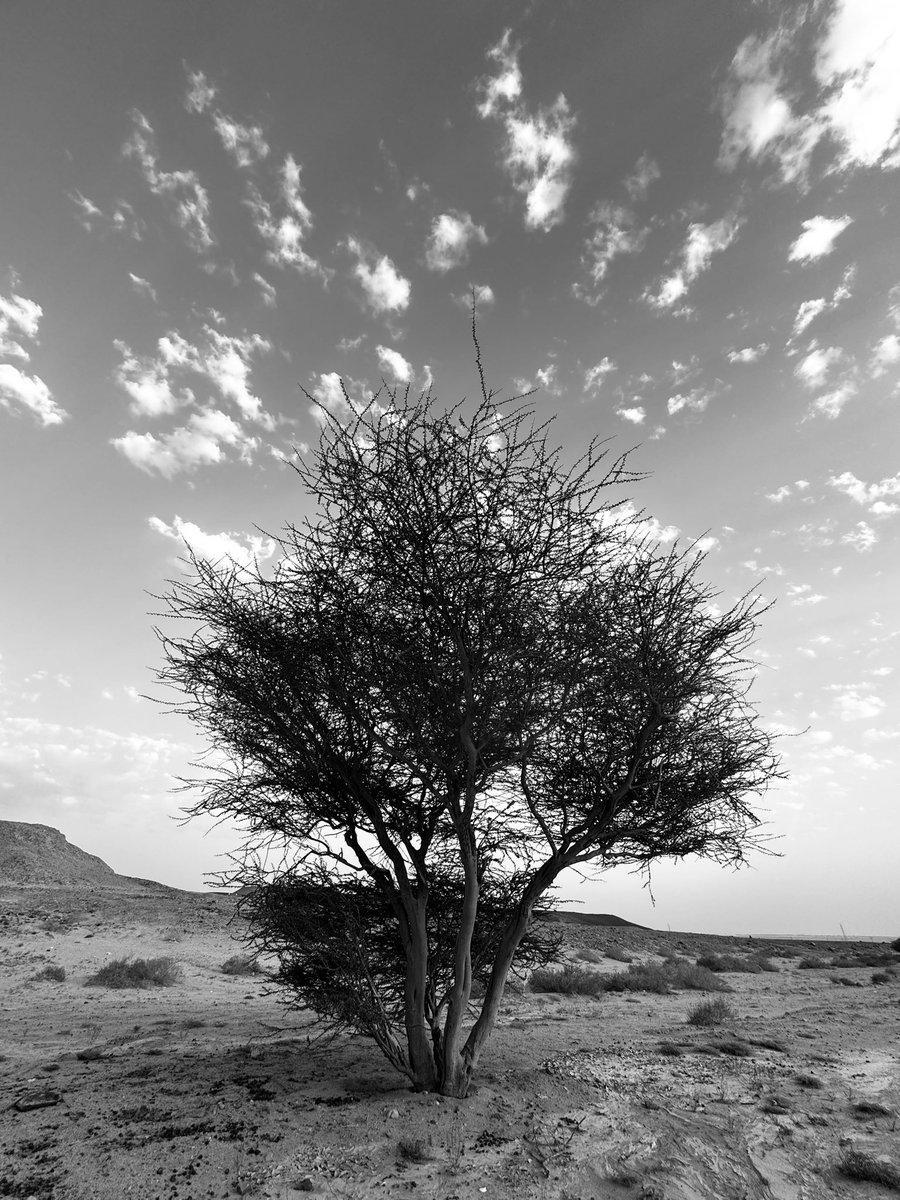 FazzilFl's tweet photo. 🪾#Neom #desert https://t.co/bBfQlb1nPH