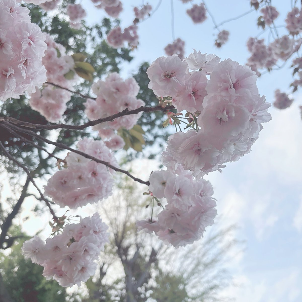 ch1111tara's tweet photo. 最近のこと。去年はいろいろありあまり見れずだった桜を今年はたくさん楽しむことができました🌸 https://t.co/3AursSLunW