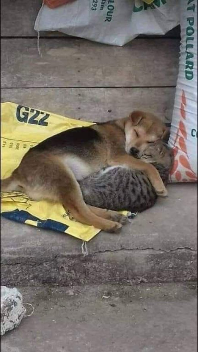 ‘𝙩𝙞𝙨 𝙗𝙡𝙪𝙚 𝙙𝙖𝙞𝙨𝙮° tweet media