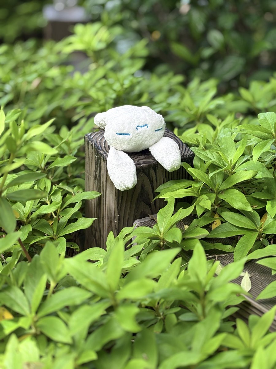 溶けている tweet media