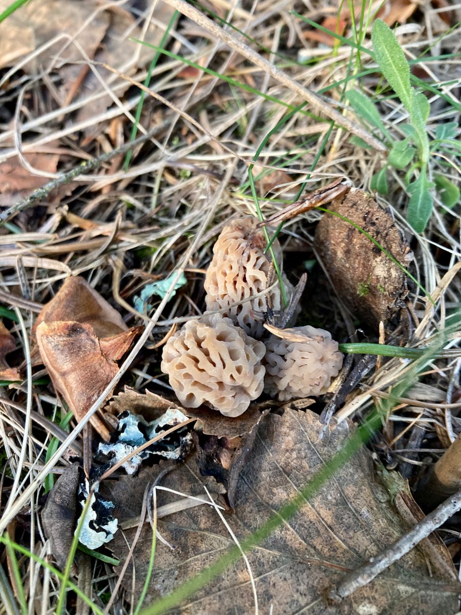 mmerumphius's tweet photo. This evening’s contribution to @ohgeenatalie’s #bloomscroll collection.
Hello lil babies, I can’t wait to eat you with steak and blue cheeeeeeese. https://t.co/WH00ukABnV