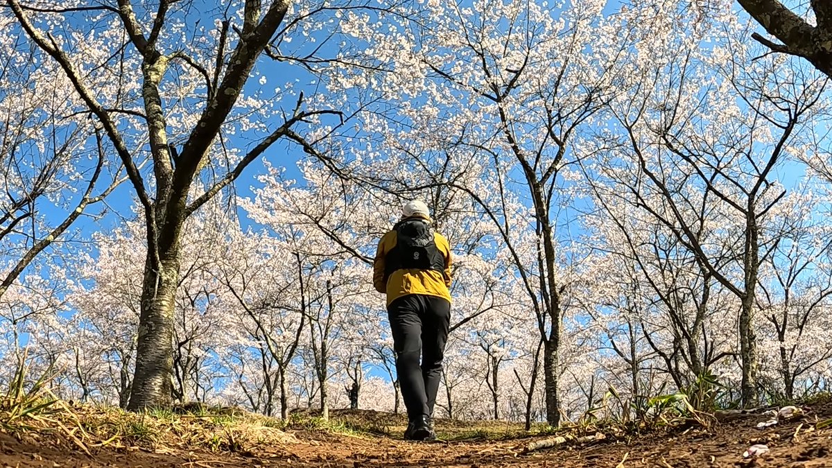 yasu9262's tweet photo. 2026年4月、三千本の桜が圧巻の山梨県は秀麗富嶽十二景8番山頂、真木お伊勢山に登ってきました！お天気と開花がバッチリ合って、桜と富士山を堪能してきました。その景観は想像をはるかに上回る素晴らしさでした！コースタイムも2時間と短く、累積登りも約180mなので初心者の方でも楽に登れます。 https://t.co/IhPyJnLz27