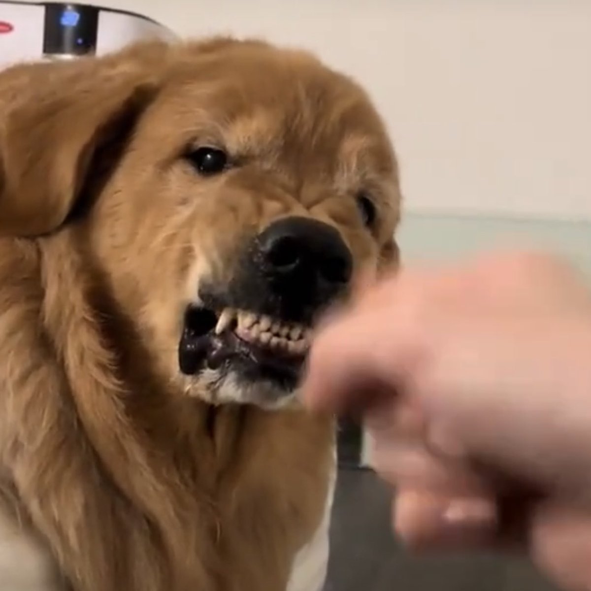 never beating the puppy allegations