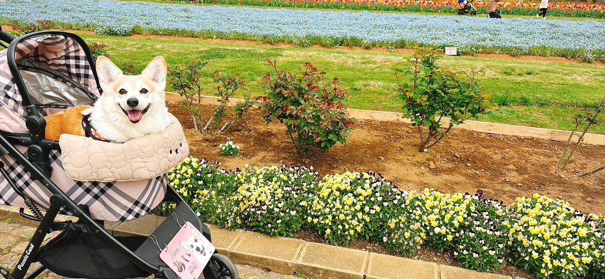 aimy0704's tweet photo. 今日はイバライドのコギフェスに来てます🐶🌷 https://t.co/U2QZiQUfeB