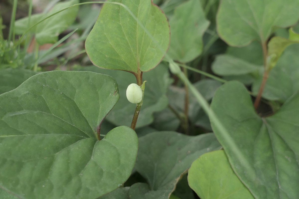 𝐃ora𝐃aemon tweet media