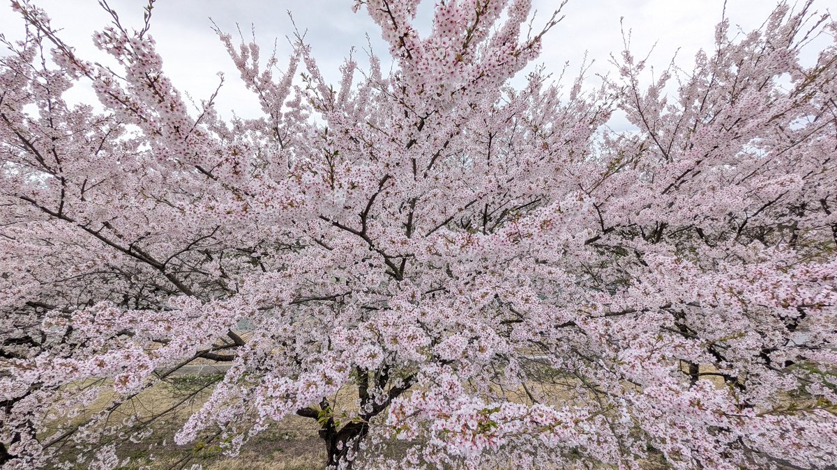 pokky511's tweet photo. 有休貰ったから、なかせんの道の駅の桜まつりへ🌸
高所作業車乗車体験で、真横、上からの桜も堪能！
曇り空だったけど、いいお花見出来たね🌸 https://t.co/WAZ1WR0561