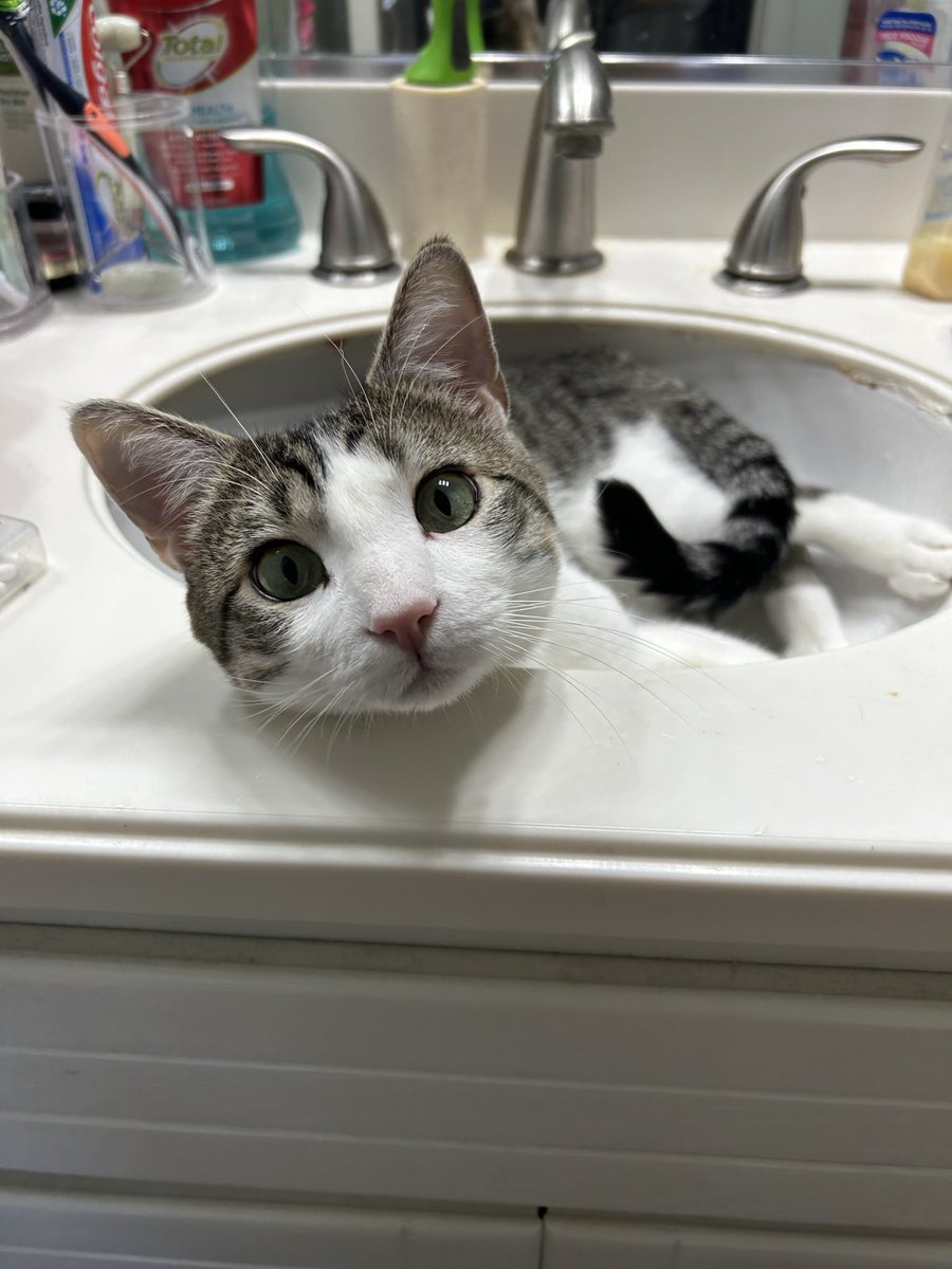 gooseydotgov's tweet image. as part of #flashbackfriday and goosey's birthday, here are some pics of when i first got goosey! 🤩

he was so small 🥺 i probably overfeed him, i know, but i simply can't say no to him! 😩

his cheeks have since gotten plumper, and his silliness has increased! 🙂‍↕️