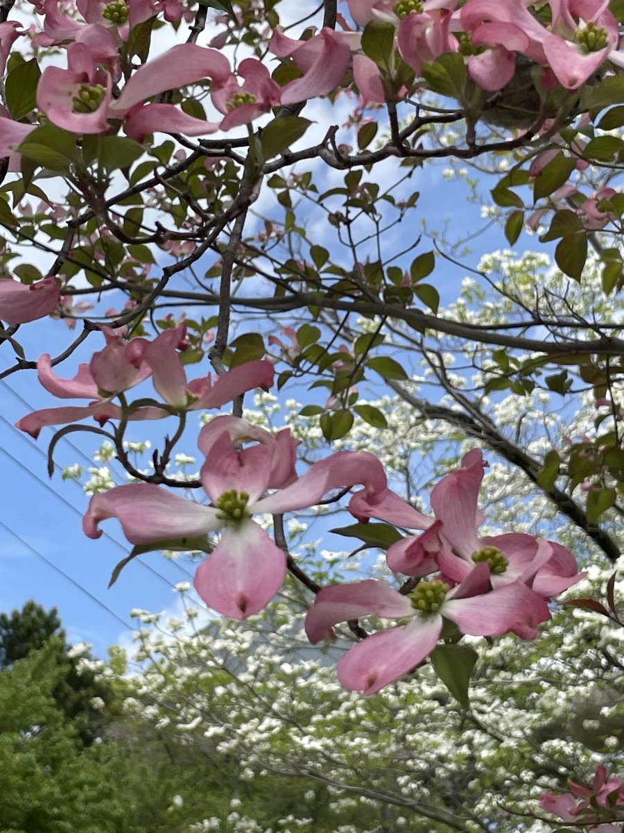 かわうそ tweet media