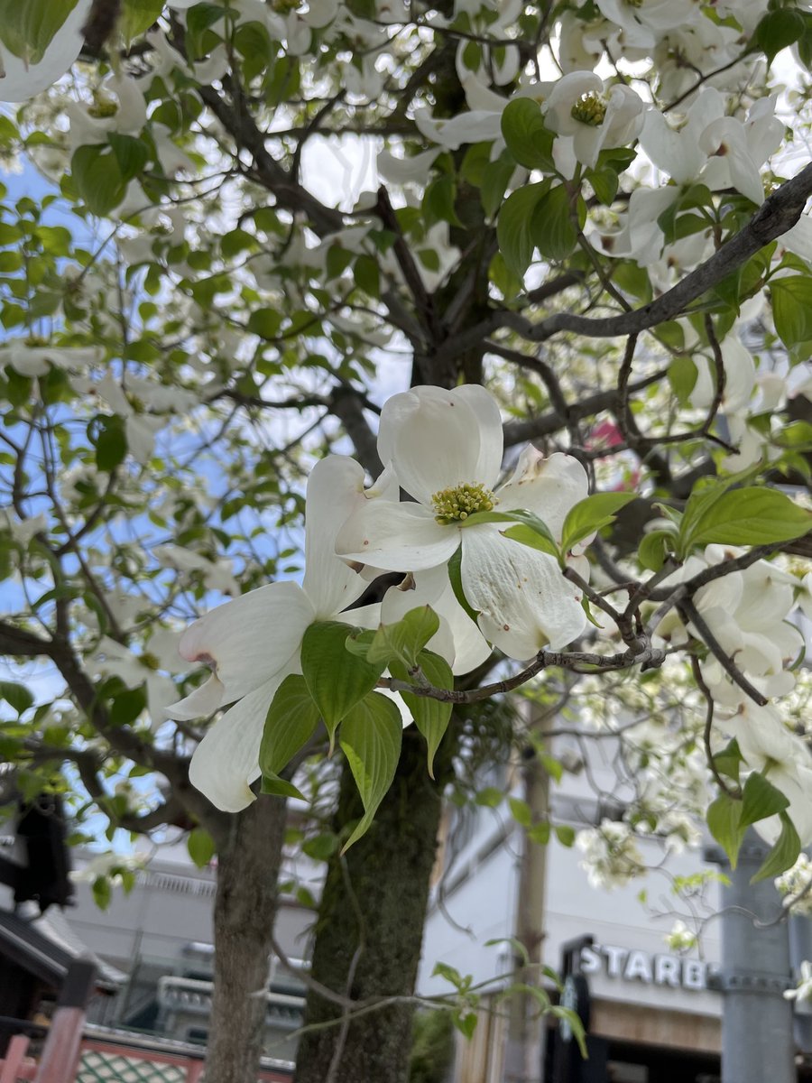 かわうそ tweet media