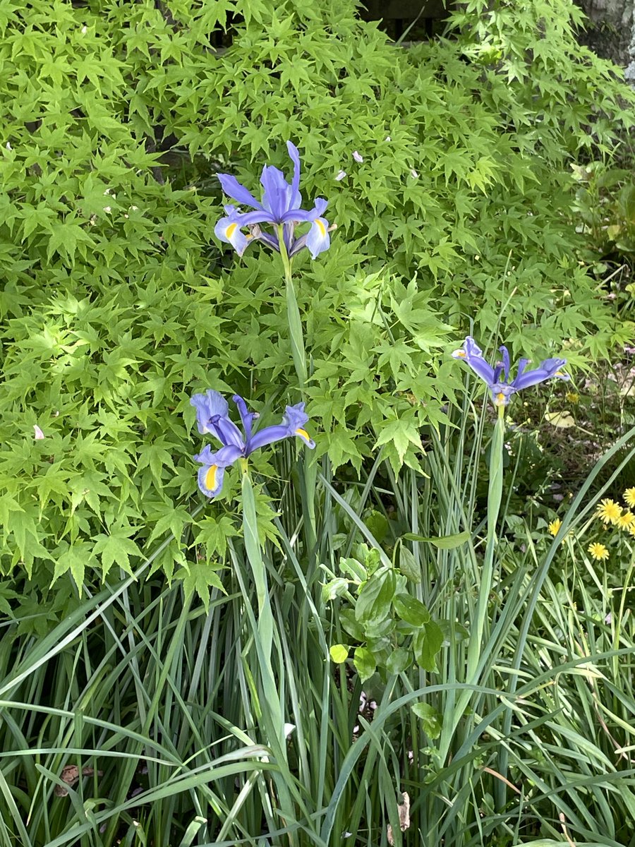 かわうそ tweet media