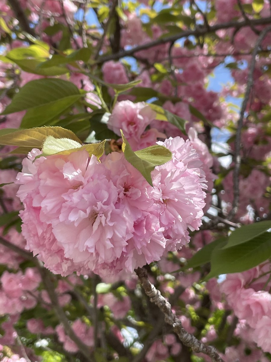 かわうそ tweet media