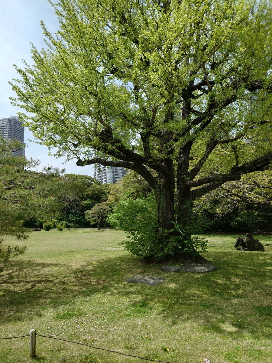 あなぐま@ゲーム垢 tweet media