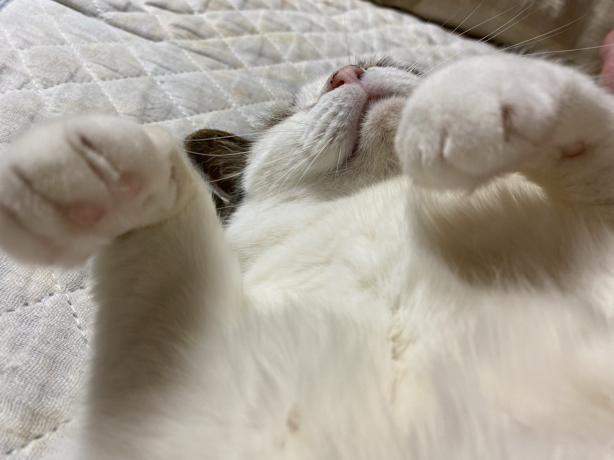 きいつ tweet media