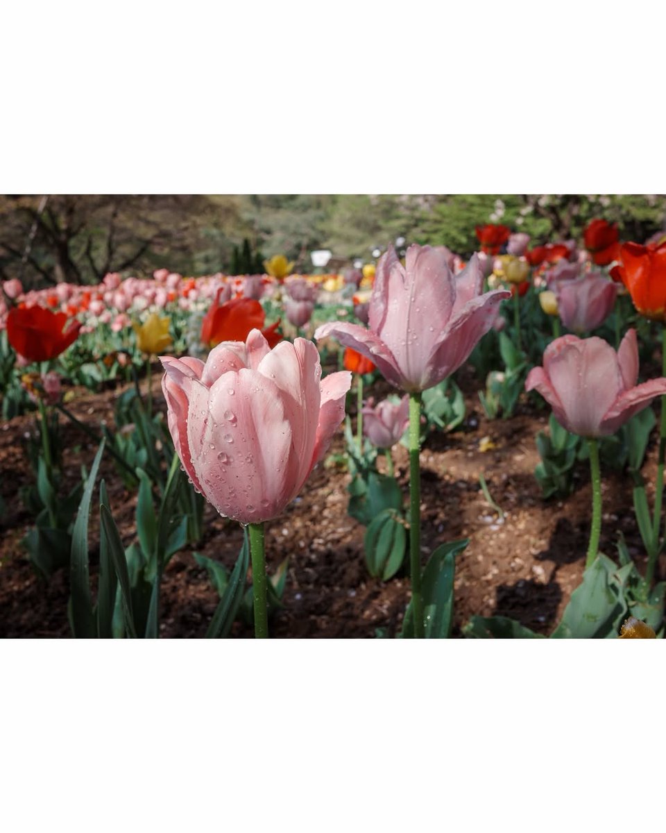 [260418] 녹스타그램

[엔터포토📸]

🌷 꽃 보러 갑시다 🌷

ᴘʜᴏᴛᴏ ʙʏ. 에녹

🔗 instagram.com/p/DXQgYb6j1qg

#에녹 #Enoch #エノク