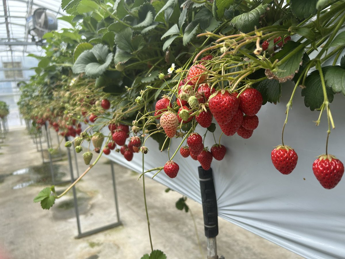 寝れないあゆみ tweet media