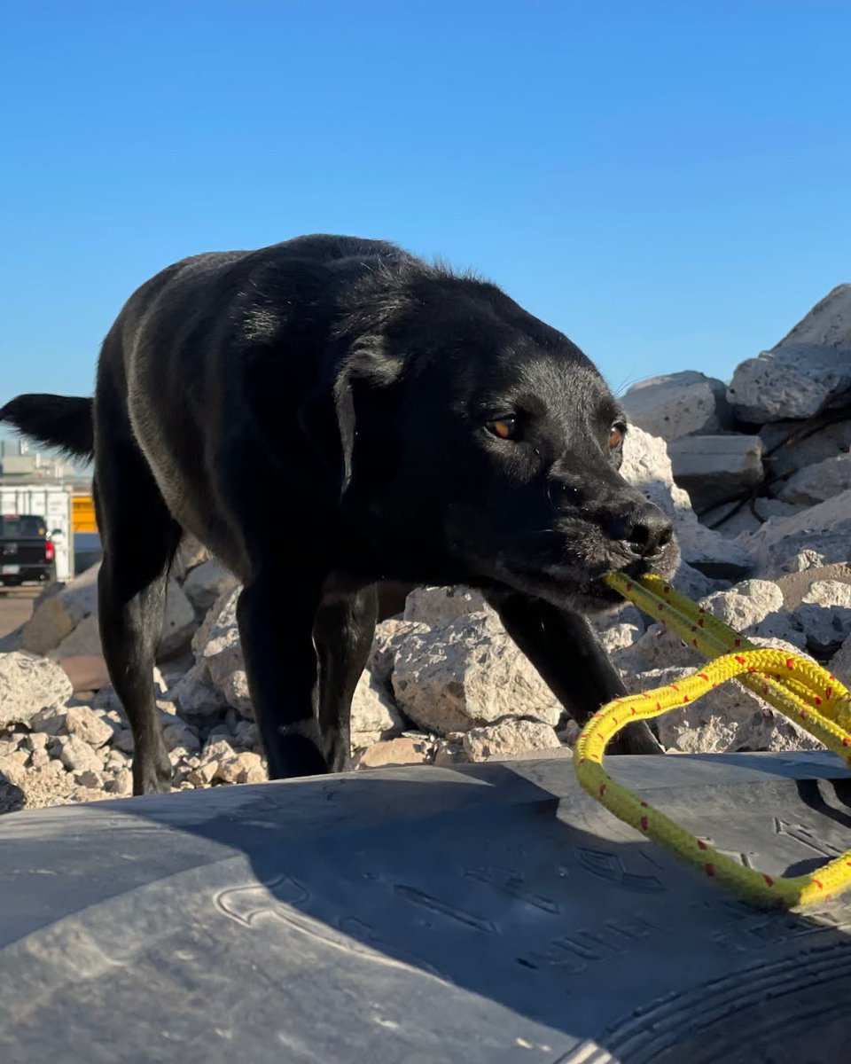 Under the Shield tweet media