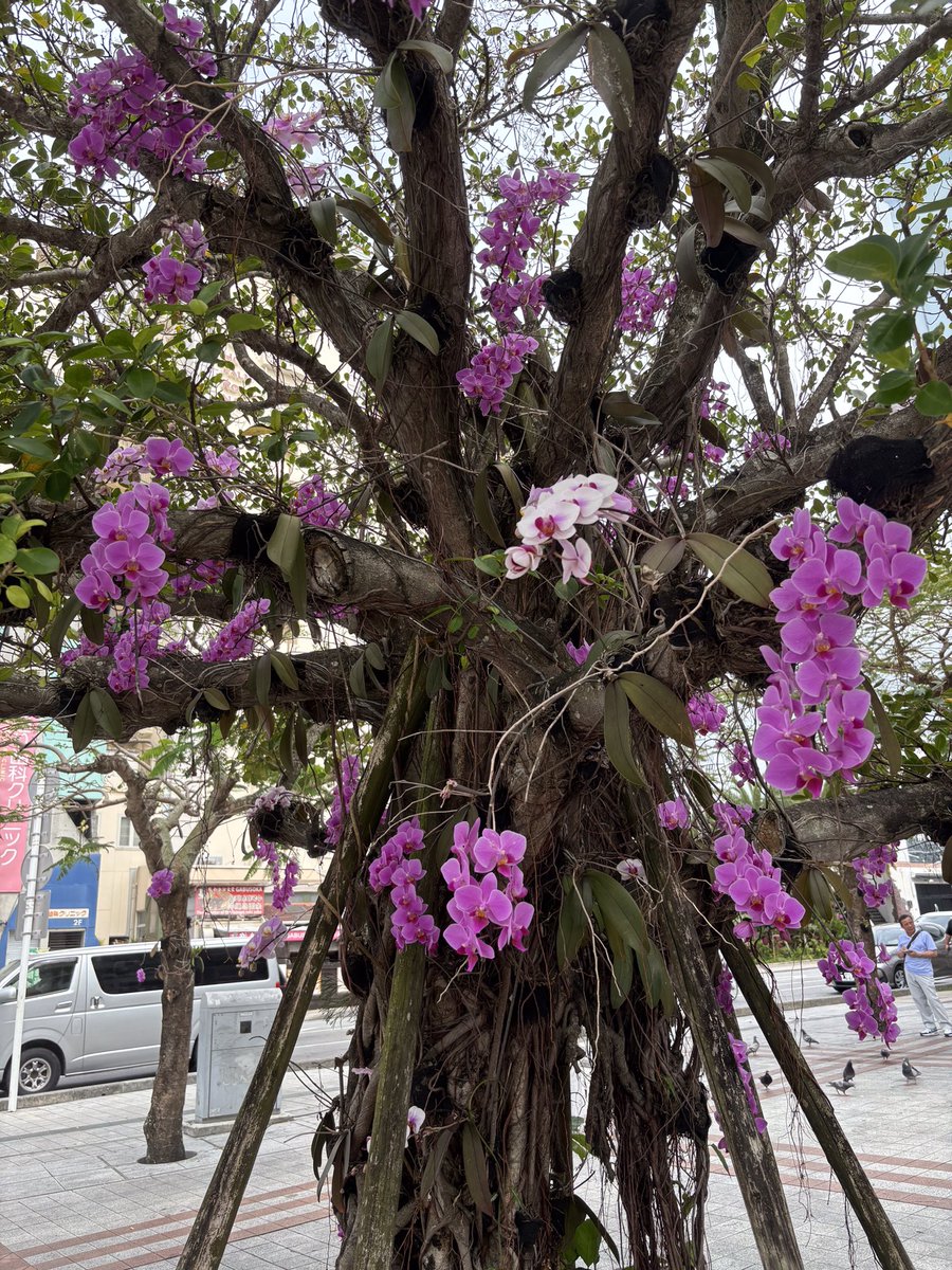 マンゴハウス　沖縄アロハシャツ(かりゆしウェア)専門店 tweet media