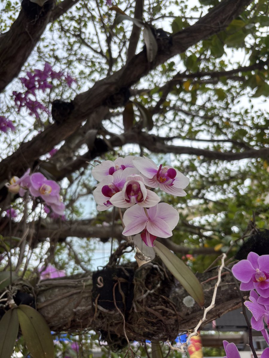 マンゴハウス　沖縄アロハシャツ(かりゆしウェア)専門店 tweet media