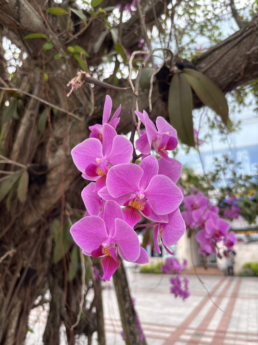 マンゴハウス　沖縄アロハシャツ(かりゆしウェア)専門店 tweet media