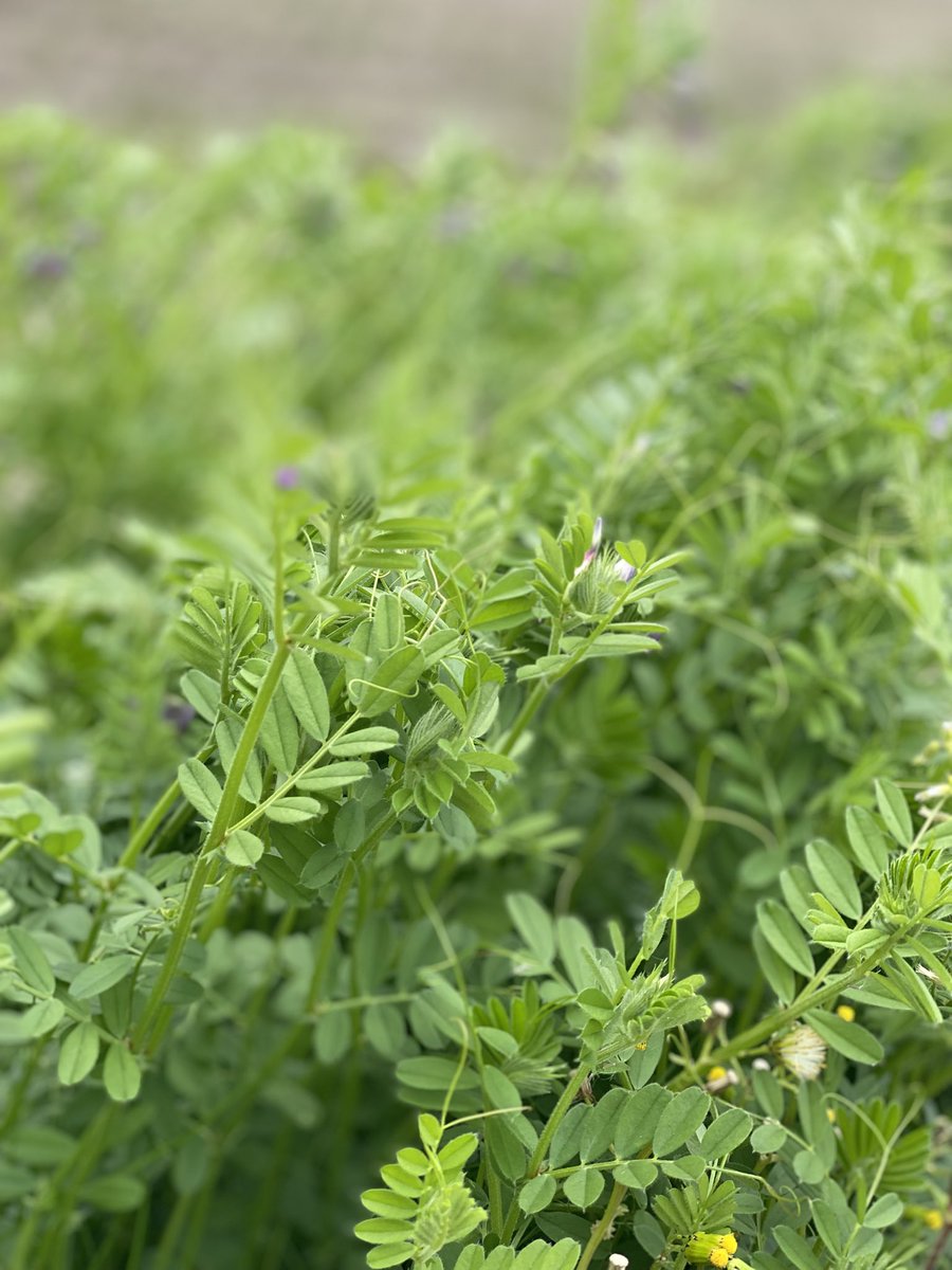 七宝🌿🕊🐇 tweet media