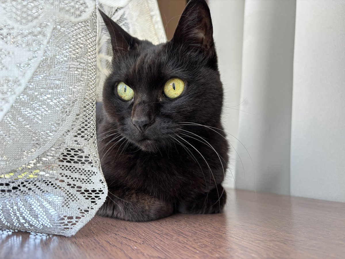 黒猫ベル🖤 tweet media