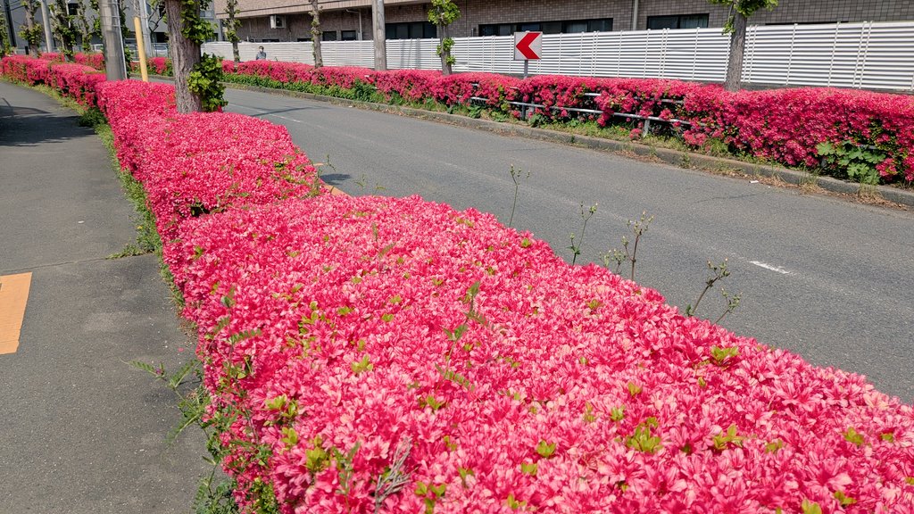 Tokoro tweet media