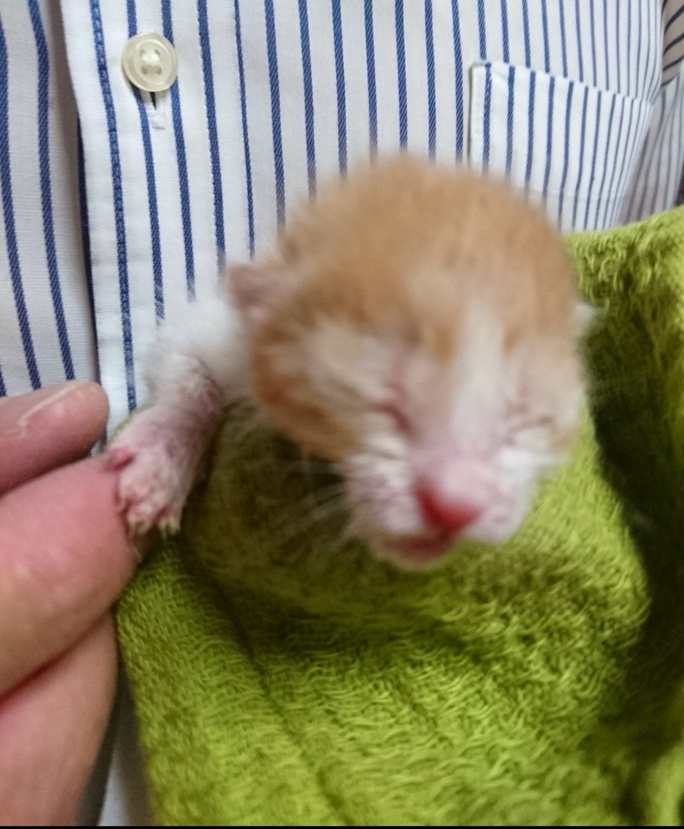 （株）銀宝堂　猫好き店主のいるお店（埼玉県熊谷市） tweet media