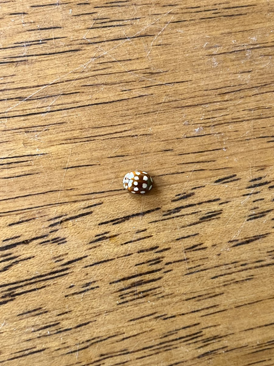 とりとる🍓too little garden tweet media